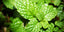 Menthol